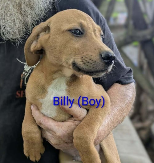 LLP TRIXIE : BILLY - Retriever / Shepherd available for adoption