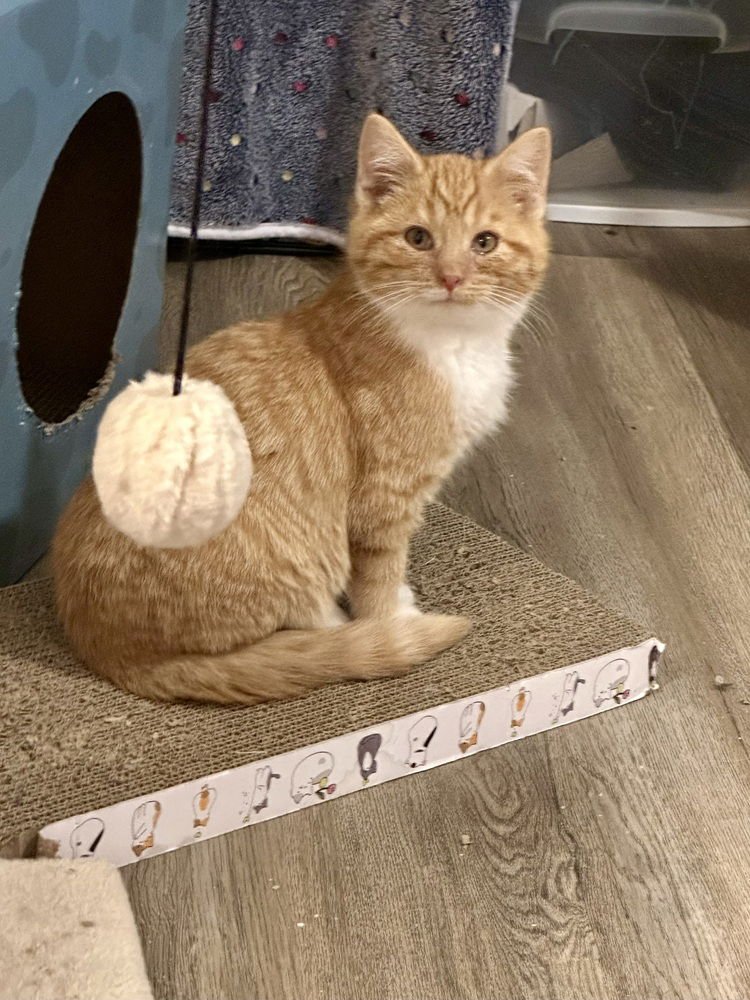 DESTINYS KITTENS : MONTANA - Domestic Short Hair available for adoption