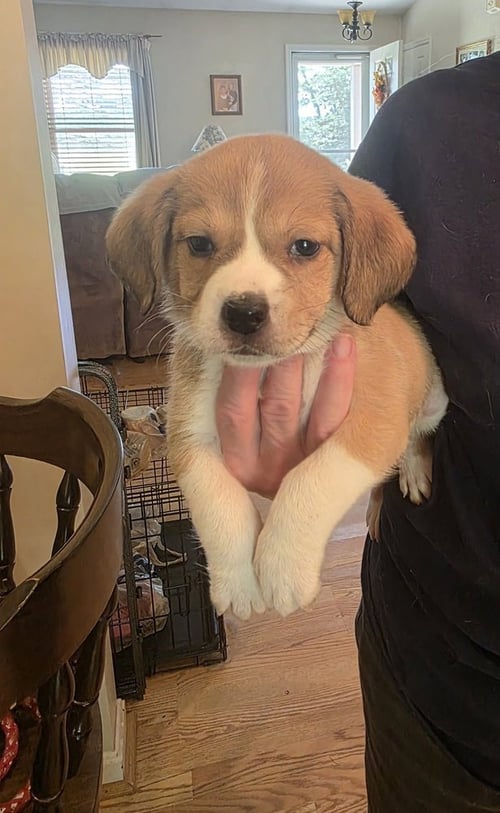 HORSING AROUND : FONSO - Terrier / Beagle available for adoption