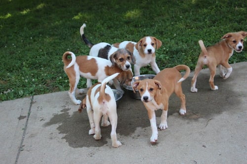 HORSING AROUND : FONSO - Terrier / Beagle available for adoption