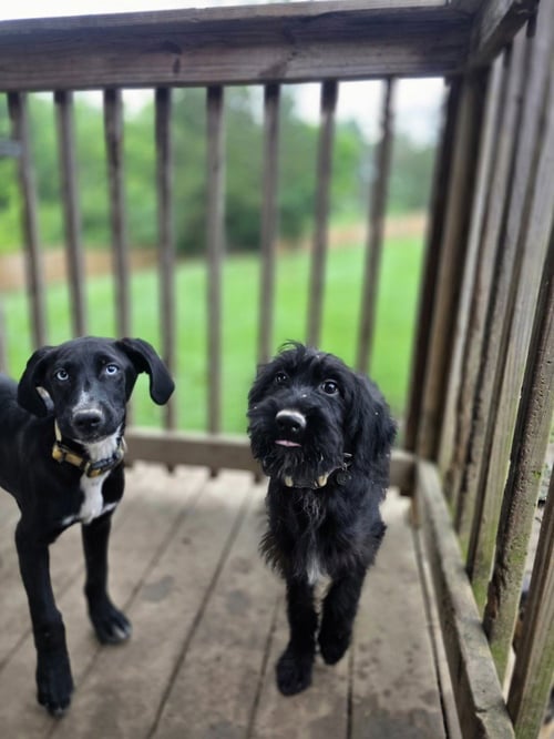 SINATRA : ALLIE - Labrador Retriever available for adoption