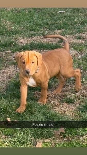 MUPPETS : FOZZIE - Catahoula Leopard Dog / Foxhound available for adoption