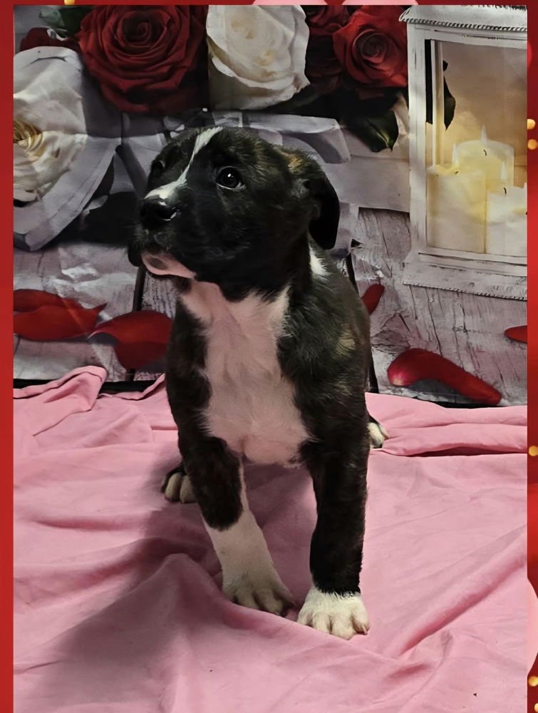 MARION BS : BLAZE - Pit Bull Terrier available for adoption