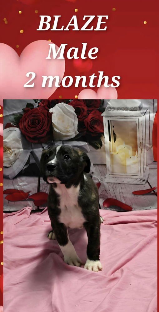 MARION BS : BLAZE - Pit Bull Terrier available for adoption