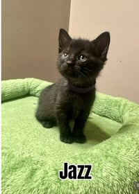 Melody cats : Jazz - Photo 2
