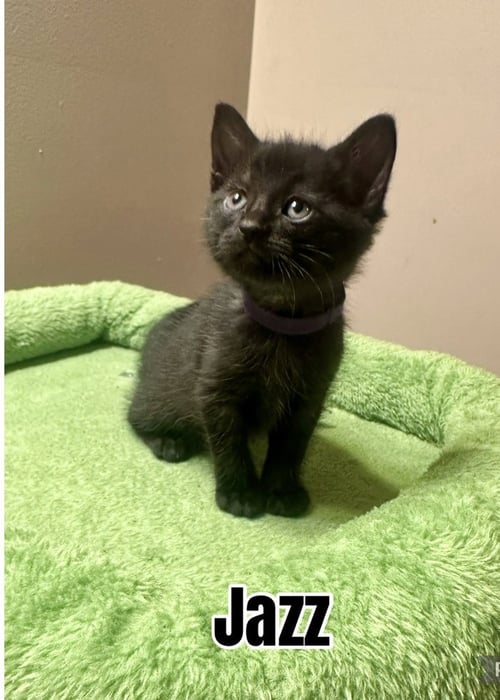 MELODY CATS : JAZZ - Domestic Short Hair available for adoption