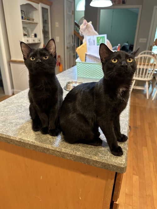 MELODY CATS : JAZZ - Domestic Short Hair available for adoption