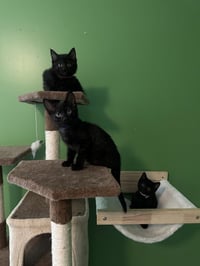Melody cats : Jazz - Photo 3