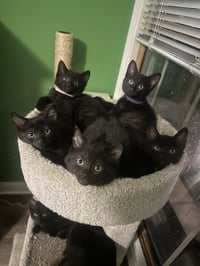Melody cats : Jazz - Photo 4