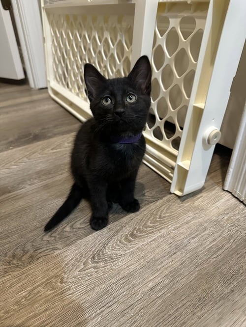 MELODY CATS : JAZZ - Domestic Short Hair available for adoption