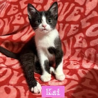 Nautical kittys : Kai - Photo 1