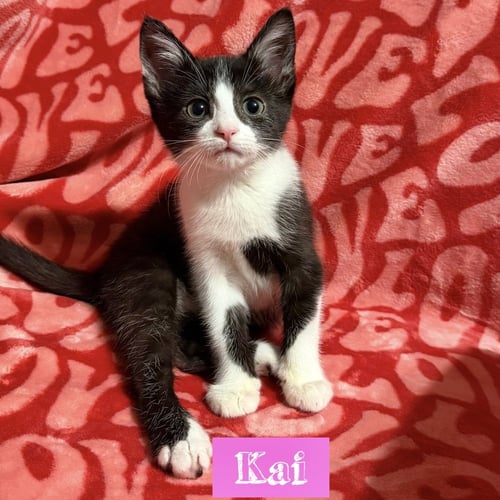 NAUTICAL KITTYS : KAI - Domestic Short Hair available for adoption