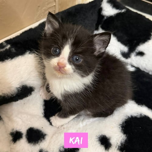 NAUTICAL KITTYS : KAI - Domestic Short Hair available for adoption
