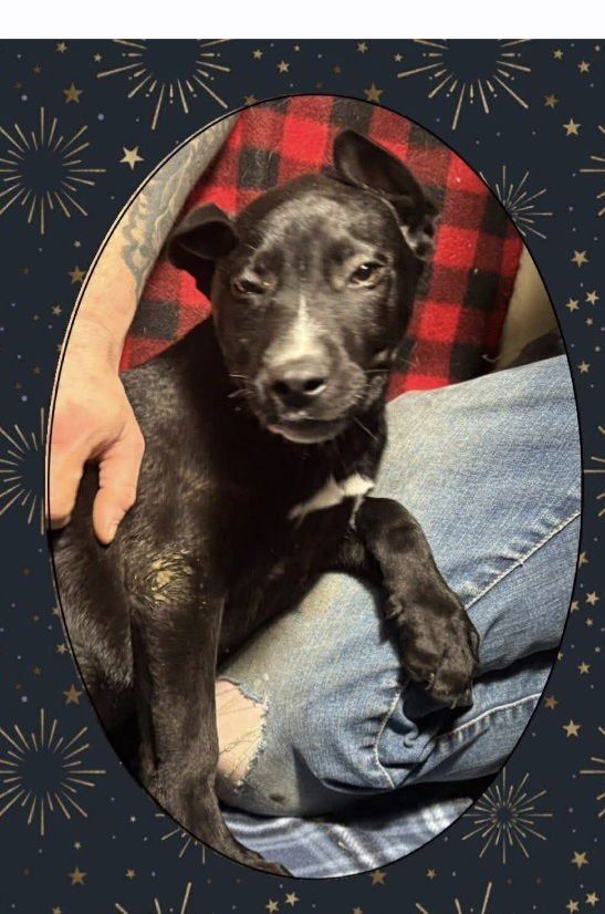 C BROS : COMET - German Shepherd Dog / Labrador Retriever available for adoption