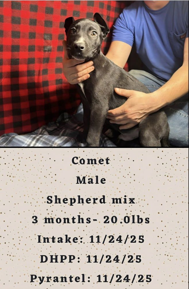 C BROS : COMET - German Shepherd Dog / Labrador Retriever available for adoption