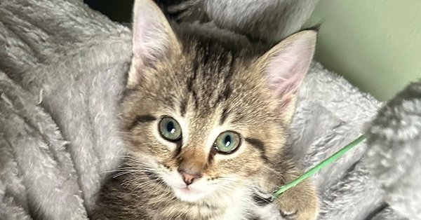 Ferns Felines : Finn Image