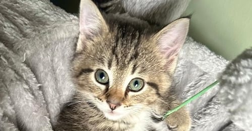 FERNS FELINES : FINN - Domestic Short Hair available for adoption