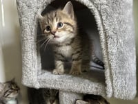 Ferns Felines : Finn - Photo 2