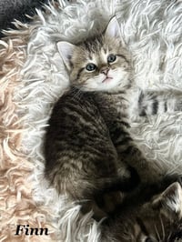 Ferns Felines : Finn - Photo 3