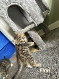 Ferns Felines : Finn - Photo 4