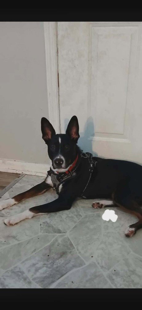 KAI - Australian Kelpie / Terrier available for adoption