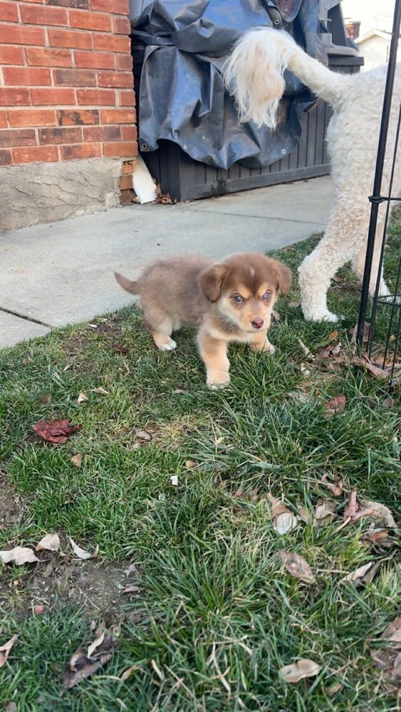 SWEETEST BOYS : CARAMEL - Dachshund / Husky available for adoption