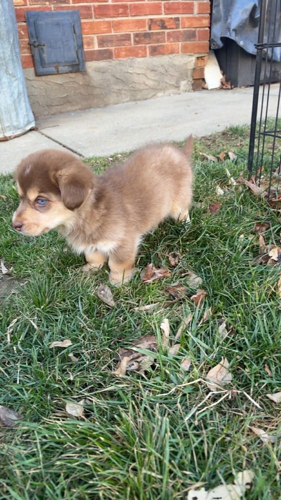 SWEETEST BOYS : CARAMEL - Dachshund / Husky available for adoption