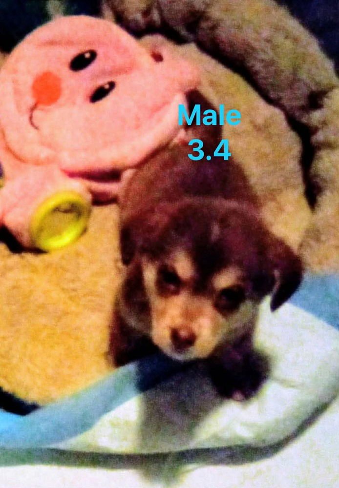 Sweetest Boys : Caramel - Photo 3