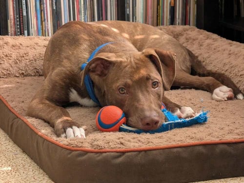 SRV PALAU : IBREHEM - Boxer / Beagle available for adoption