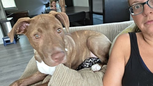 SRV PALAU : IBREHEM - Boxer / Beagle available for adoption