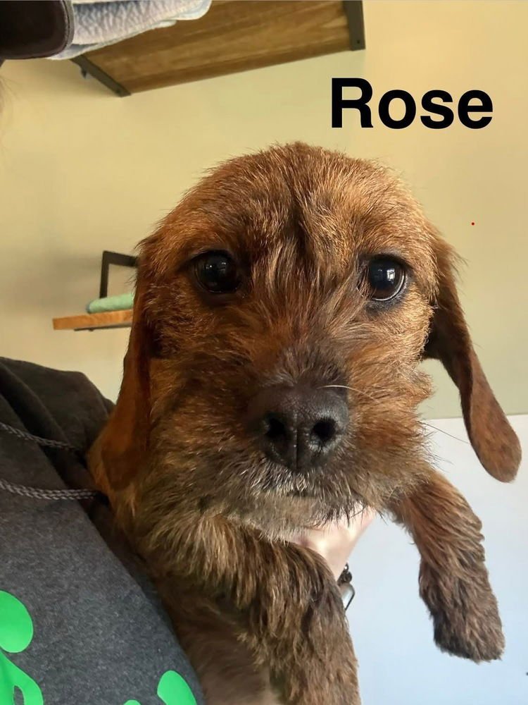 GOLDEN GIRLIES : ROSE - Beagle / Yorkshire Terrier Yorkie available for adoption