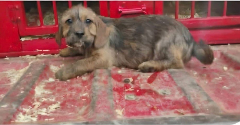 GOLDEN GIRLIES : ROSE - Beagle / Yorkshire Terrier Yorkie available for adoption