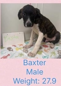 Beloved Babes : Baxter - Photo 2