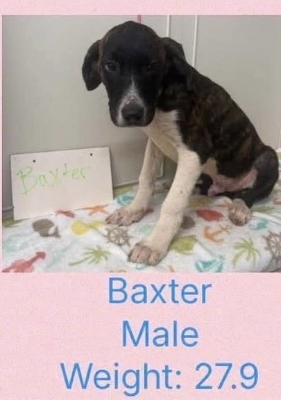 BELOVED BABES : BAXTER - Boxer available for adoption