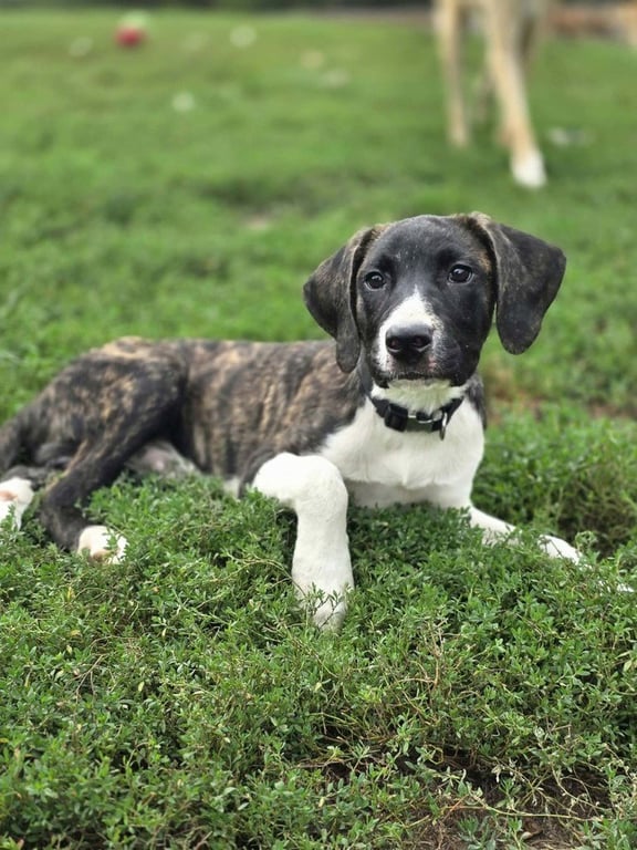 Beloved Babes : Baxter Image