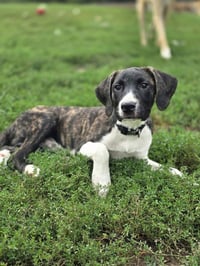 Beloved Babes : Baxter - Photo 1