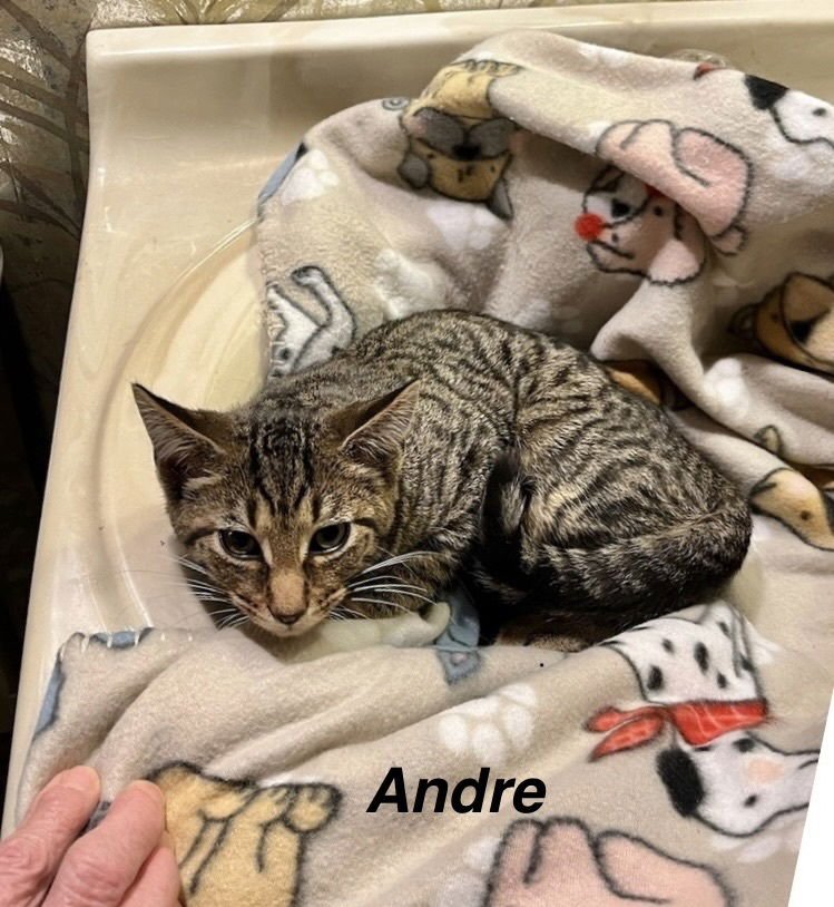 PH : ANDRE KITTY - Domestic Short Hair available for adoption