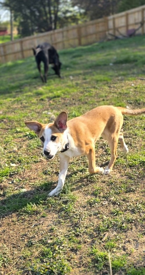 MARION BROS : MOE - Beagle available for adoption