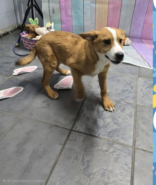 MARION BROS : MOE - Beagle available for adoption