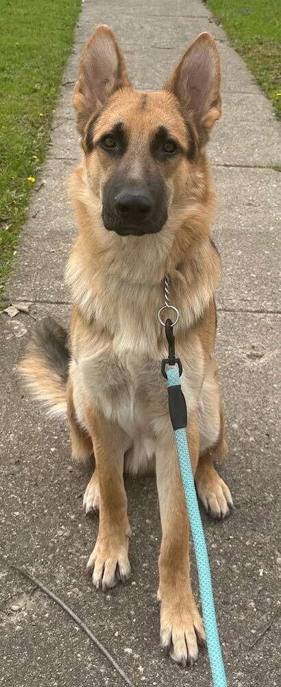 ROGER PAWS - German Shepherd Dog available for adoption