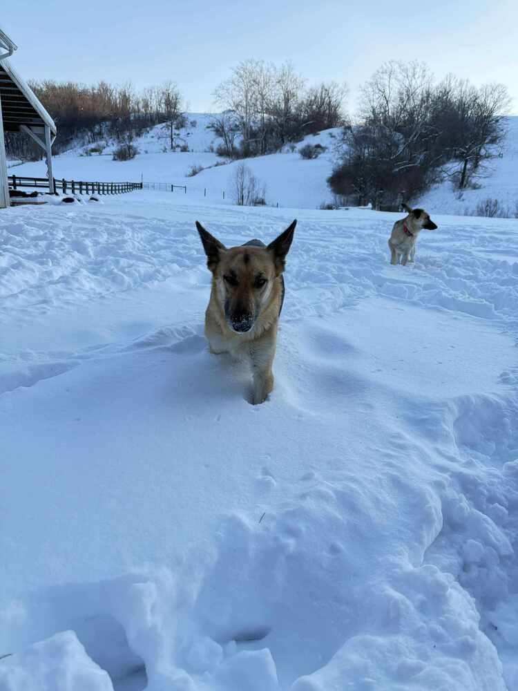 AURORA - German Shepherd Dog available for adoption