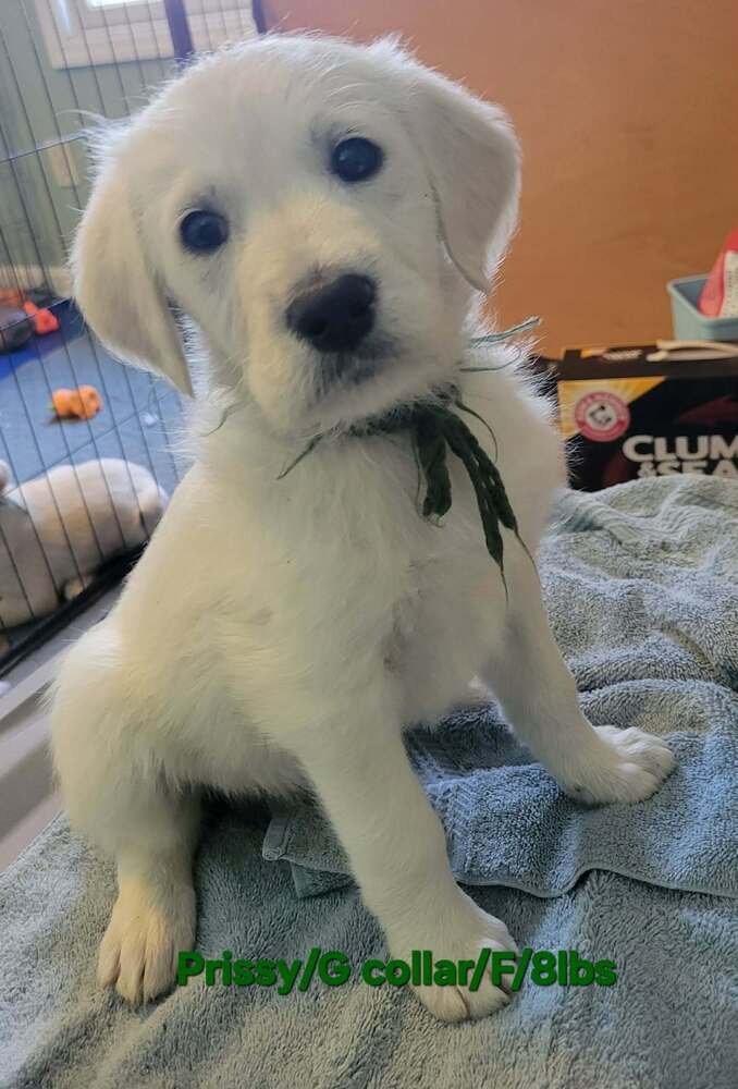 LOONEY TUNES : PRISSY - Great Pyrenees available for adoption
