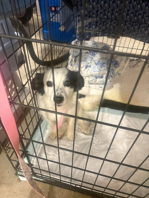 SIPSY - Cockapoo / Shih Tzu available for adoption