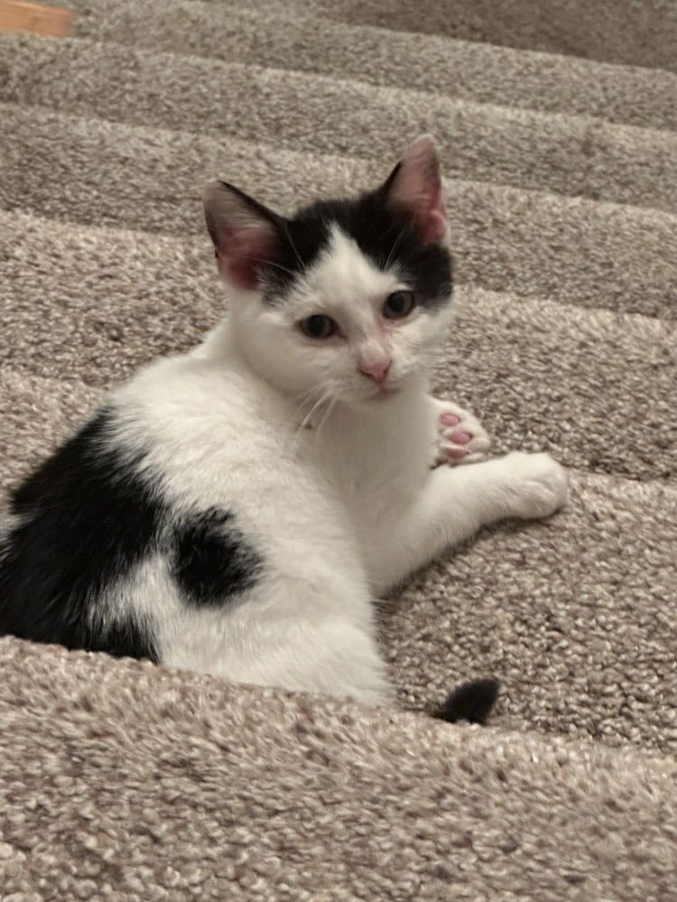 DESTINYS KITTENS :  NOAH - Domestic Short Hair available for adoption