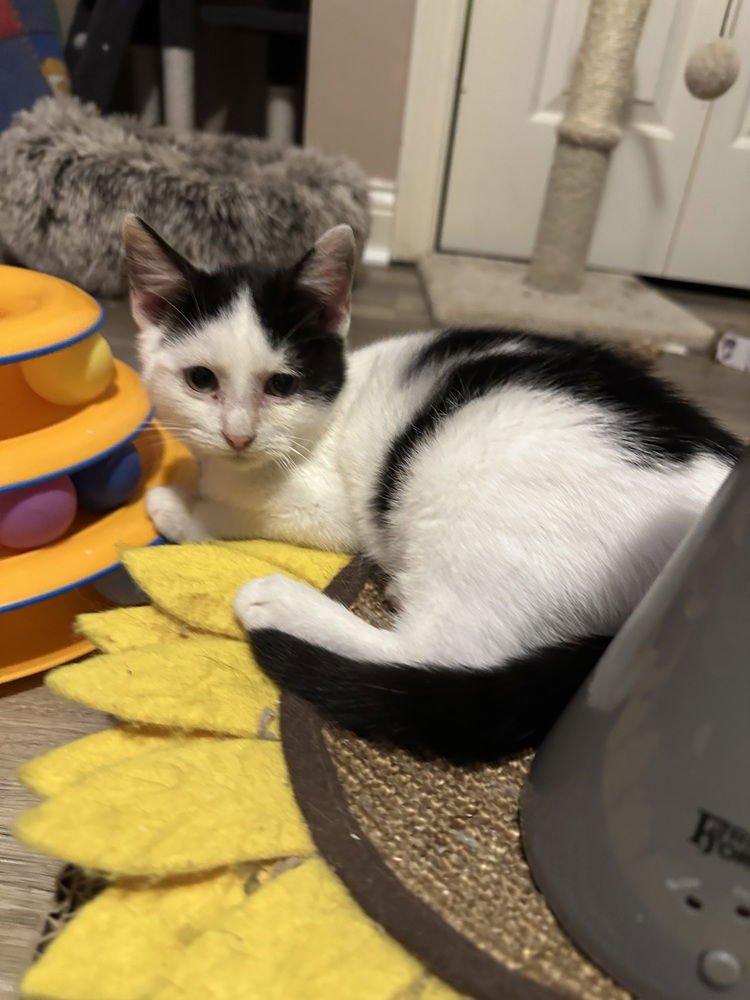 DESTINYS KITTENS :  NOAH - Domestic Short Hair available for adoption