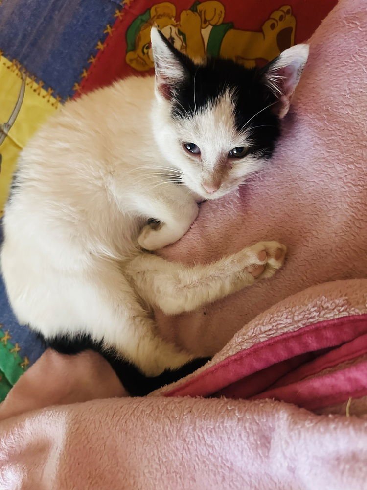 Destinys kittens :  Noah - Photo 3