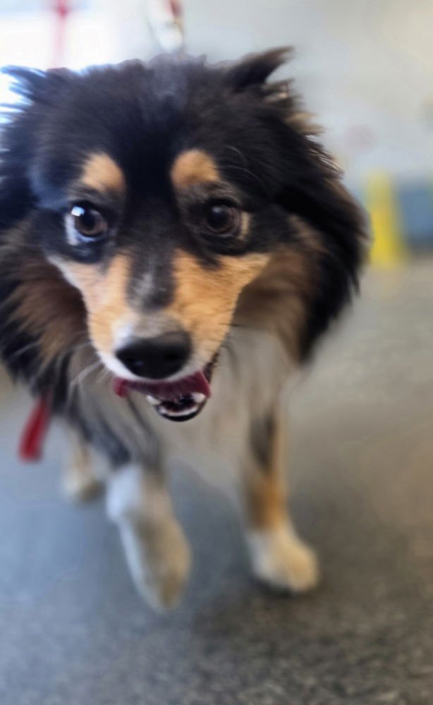 LIL BUDDY - Australian Shepherd available for adoption