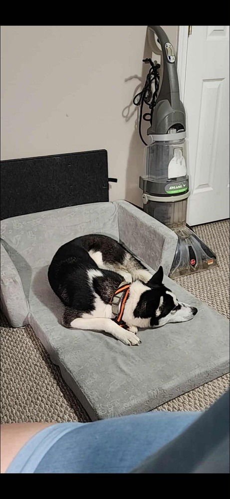 EVIE LOVE - Siberian Husky available for adoption