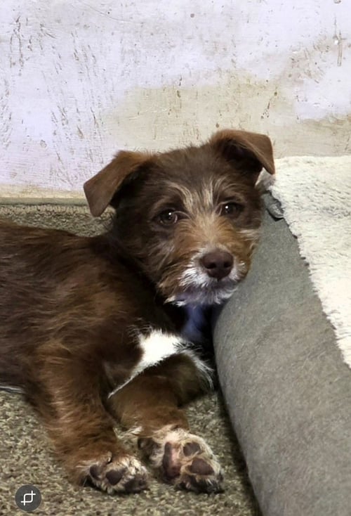 WEDNESDAY SURPRISE : STU - Wheaten Terrier / Labrador Retriever available for adoption