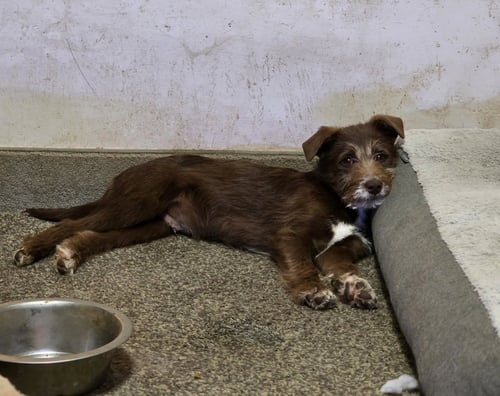 WEDNESDAY SURPRISE : STU - Wheaten Terrier / Labrador Retriever available for adoption